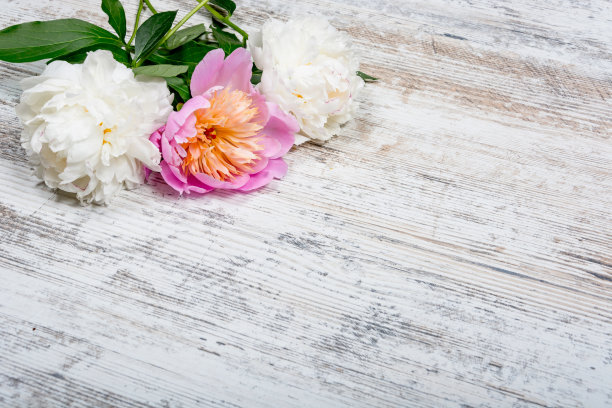 花牡丹木制背景。平铺，复制空间图片下载