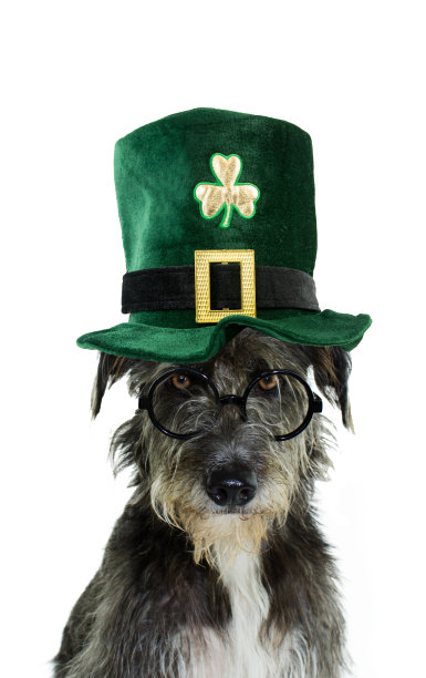 圣帕特里克狗，滑稽的黑色宠物戴着绿色的小精灵帽子和滑稽的眼镜。白色背景上的孤立镜头。图片下载