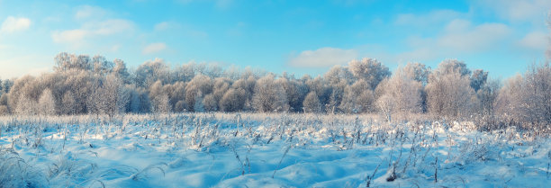 雪后冬季森林图片下载