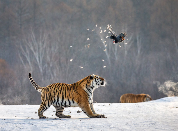 西伯利亚虎在雪地里奔跑，捕捉猎物。非常有活力的照片。中国哈尔滨。牡丹江市。Hengdaohezi公园。西伯利亚虎公园。图片下载