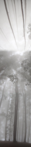 雾在云雾森林黑斯里兰卡和白色图片下载