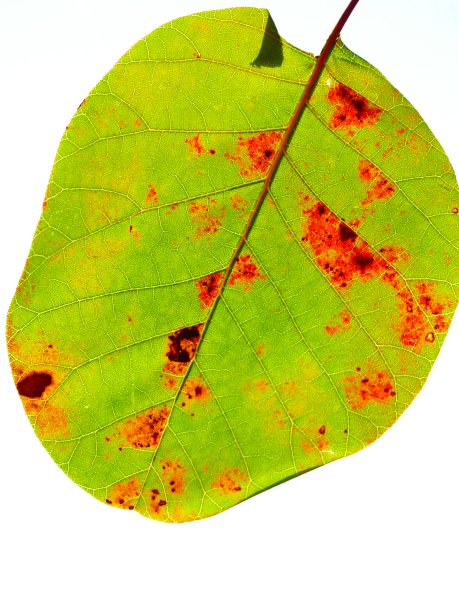 一片叶子图片下载