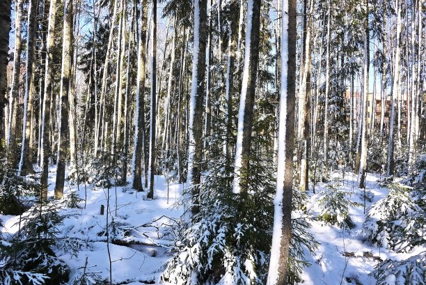 冬天天气晴朗，森林被雪覆盖图片下载