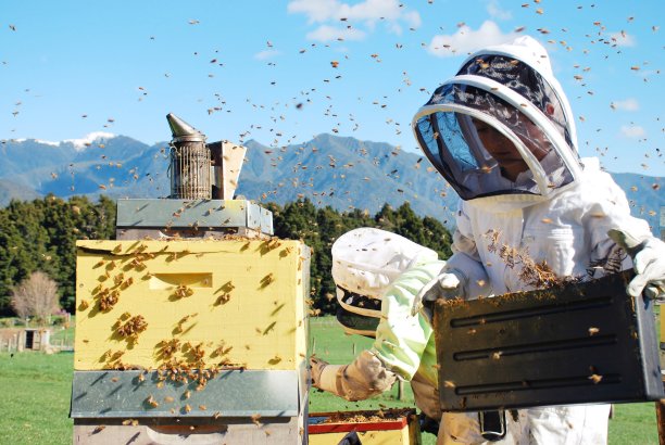 父亲和儿子在蜂箱上工作图片下载