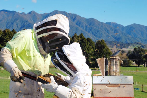 穿着蜜蜂服的孩子学习蜂箱图片下载