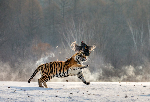 西伯利亚虎在雪地里奔跑，捕捉猎物。非常有活力的照片。中国哈尔滨。牡丹江市。Hengdaohezi公园。西伯利亚虎公园。图片下载