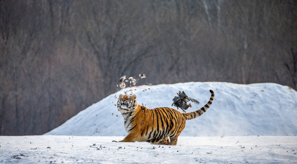 西伯利亚虎在雪地里奔跑，捕捉猎物。非常有活力的照片。中国哈尔滨。牡丹江市。Hengdaohezi公园。西伯利亚虎公园。图片下载