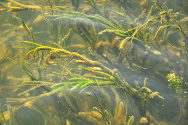 巴法湖水生植物背景，穆拉图片下载