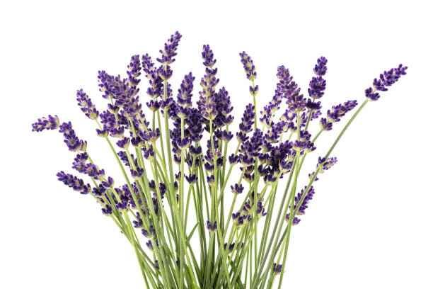 薰衣草花图片下载