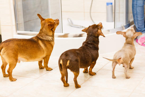 三只有趣的迷你纯种狗图片下载