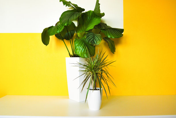 两种植物在几何黄色和白色的背景图片下载