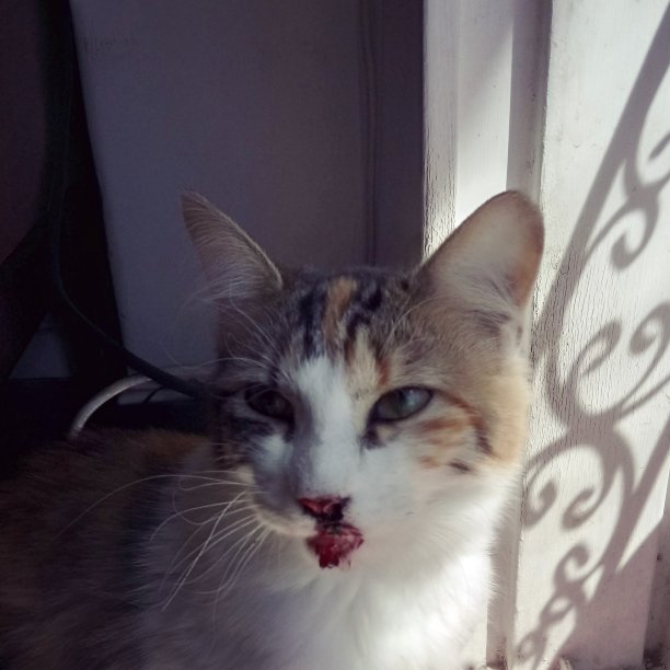 救援小猫图片下载