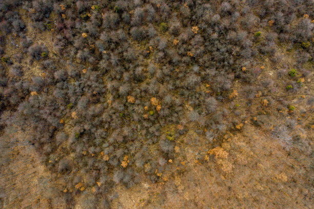 空中森林图片下载