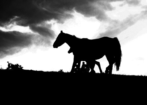 西西里风景中的马图片下载