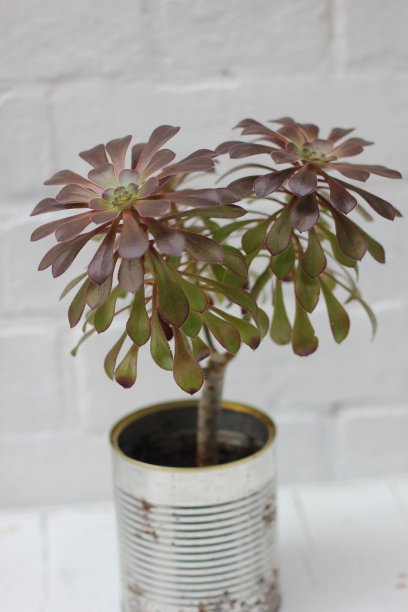 多汁的迷你树在一个回收的罐子图片下载