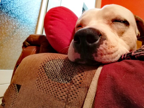 狗在家放松的特写镜头图片下载