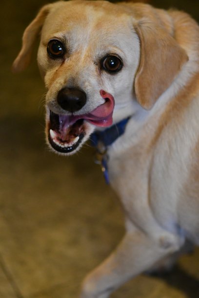 狗舔他的排骨图片下载