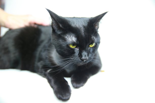 黑色的猫图片下载