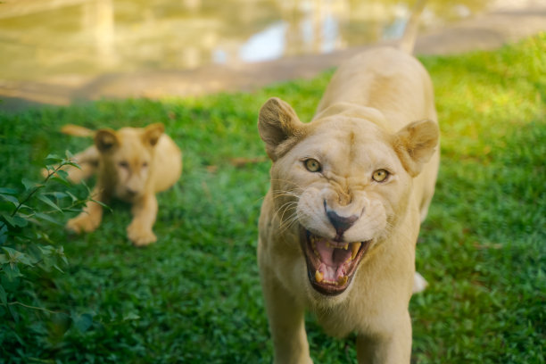 狮子动物近距离。一狮野猫守护母性图片下载