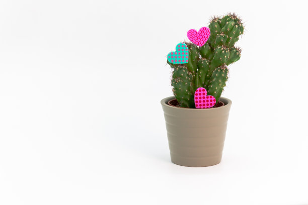 仙人掌与心在白色的背景复制空间图片下载
