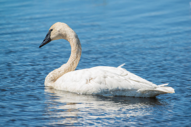 在北威斯康辛州的克瑞克斯草地野生动物区，一只优雅地在水中游泳的白色号手天鹅图片下载