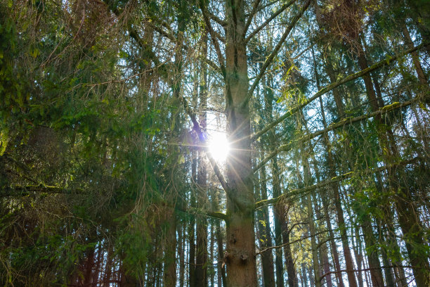 阳光在阔叶图片下载