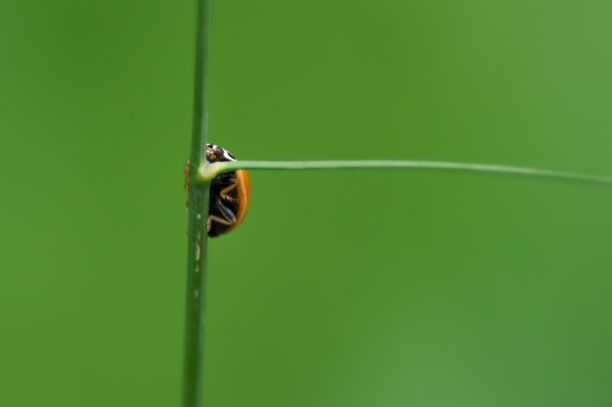 下面的爬树瓢虫在绿色的草地上，美丽的绿色背景-图片几乎完全是绿色的，一些黑色，红色和白色-拍摄于威斯康辛西部的野生动物区图片下载