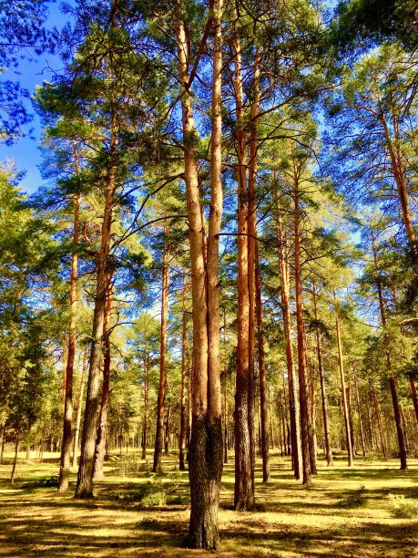 在一个阳光明媚的日子里，森林里的高大树木图片下载