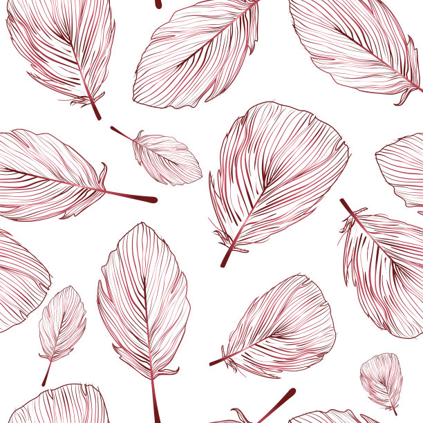 鸟的羽毛素材图片