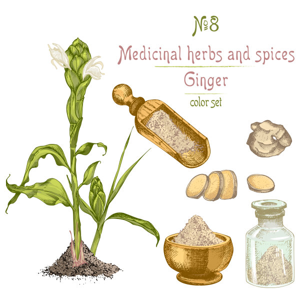设置彩色手绘生姜根，生活和花孤立在白色的背景。图片下载