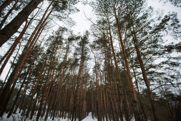 冬天的照片与松树的树林。来自云杉森林的自然图像。下雪的天气。图片下载