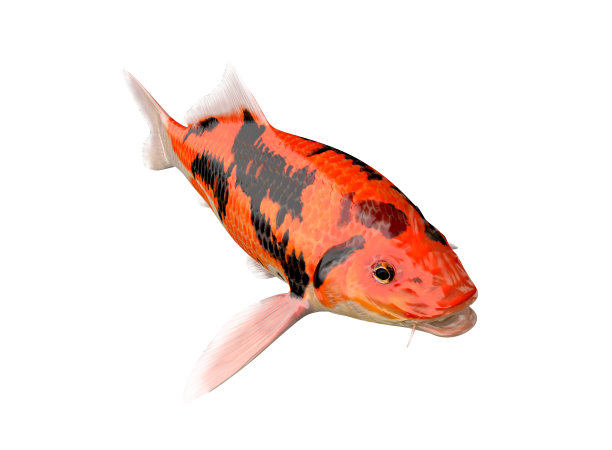 锦鲤鱼在白色的背景与修剪路径图片下载