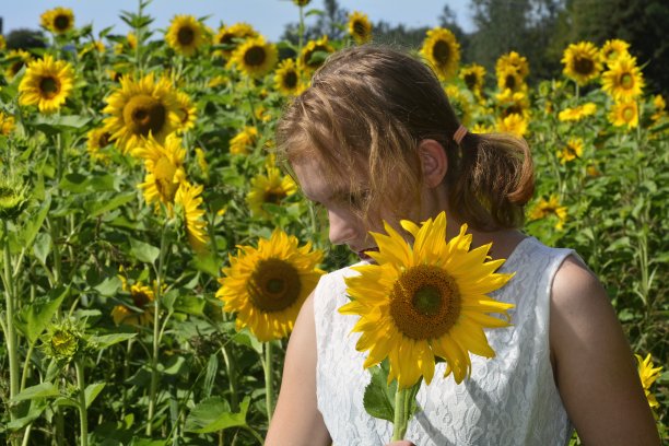 女孩站在地里，捧着大向日葵往下看图片下载