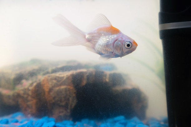 金鱼在家里的鱼缸里。鱼，岩石和植物的背景图片下载