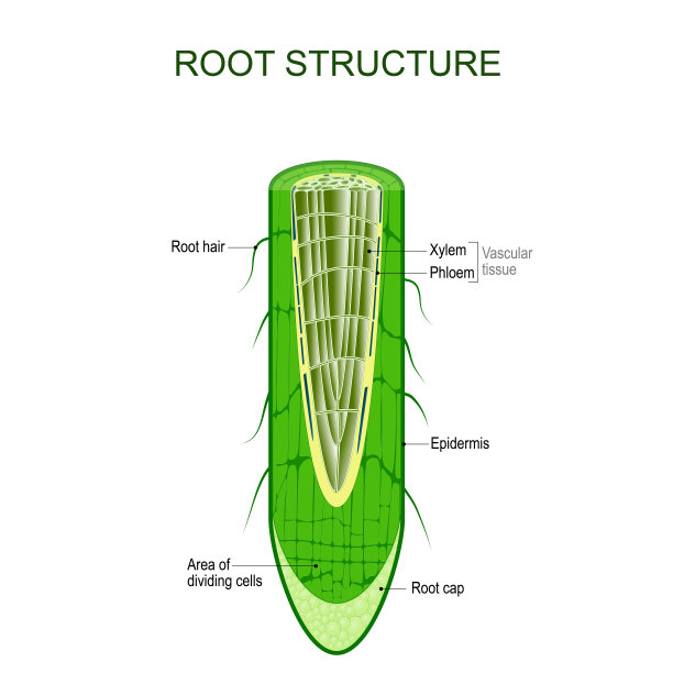 根结构。植物解剖学。图片下载