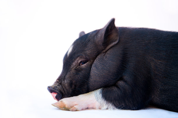 越南大肚猪隔离在白色图片下载