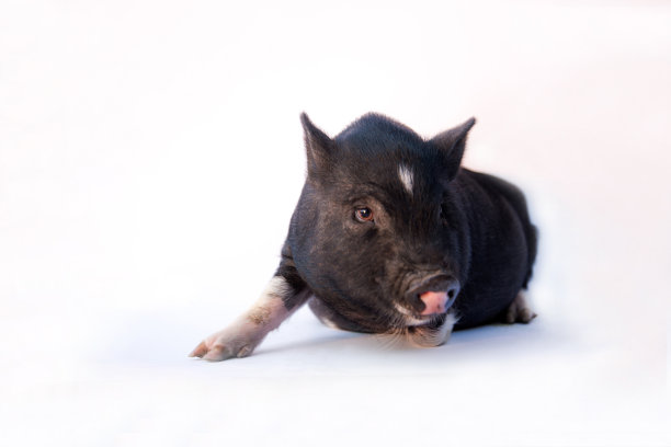 宠物幼猪隔离在白色图片下载