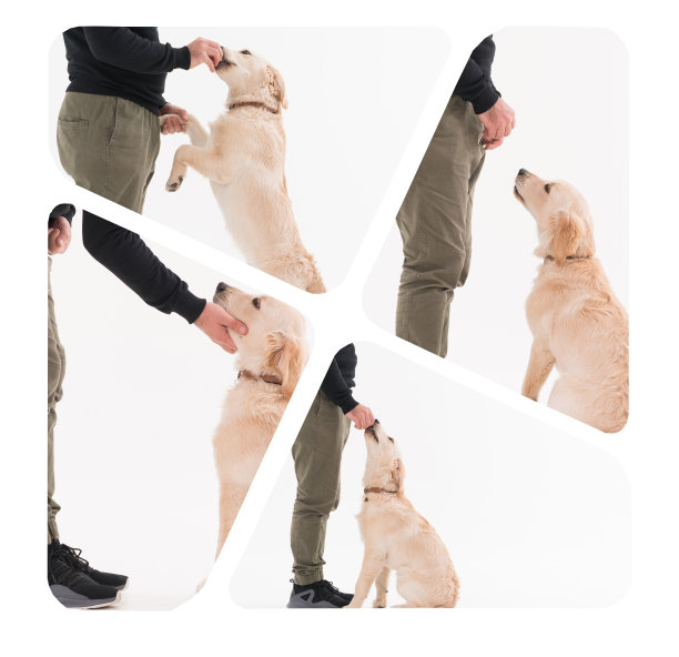 训练一只金毛猎犬小狗图片下载