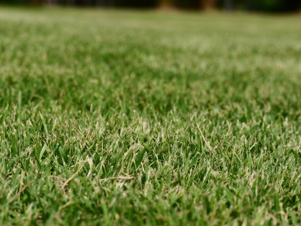 绿草纹理背景图片下载