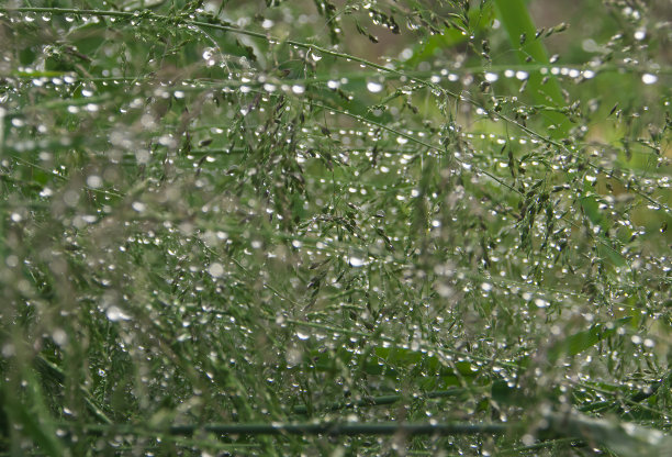 在初春清晨的阳光下，绿草带着露珠，水组织，水网图片下载