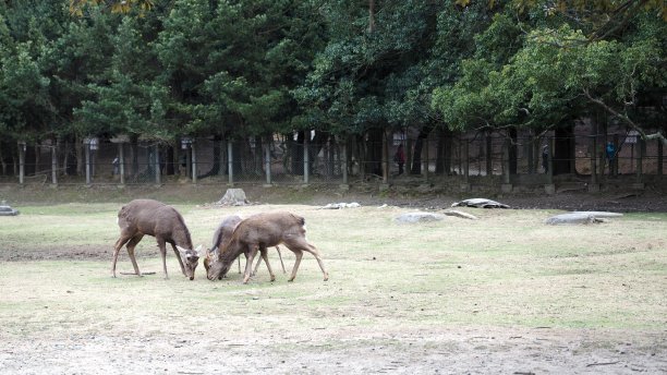 鹿在日本图片下载