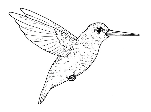 会飞的蜂鸟。经典插图的小鸟，孤立在白色的背景。图片下载