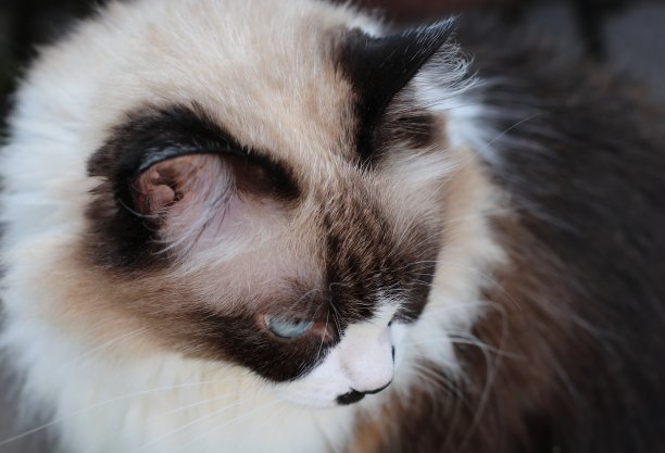 喜玛拉雅猫图片下载