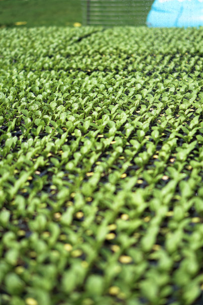 绿色幼苗的选择性特写。在一个有浇水植物的温室里的农场花园。股票的背景,照片图片下载