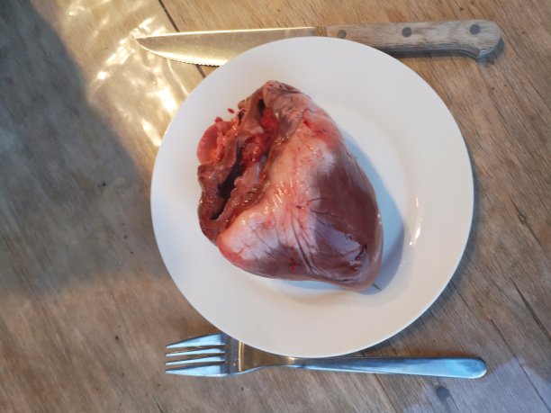 猪的心脏，解剖学，器官图片下载