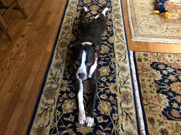 大的黑色和白色的狗在美丽的波斯跑腿向后伸展图片下载