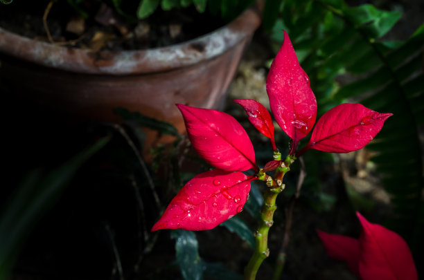 一品红或圣诞星或圣诞花。一品红(Euphorbia pulcherrima)叶子的特写照片。图片下载