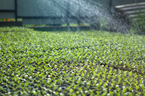 绿色幼苗的选择性特写。在一个有浇水植物的温室里的农场花园。股票的背景,照片图片下载