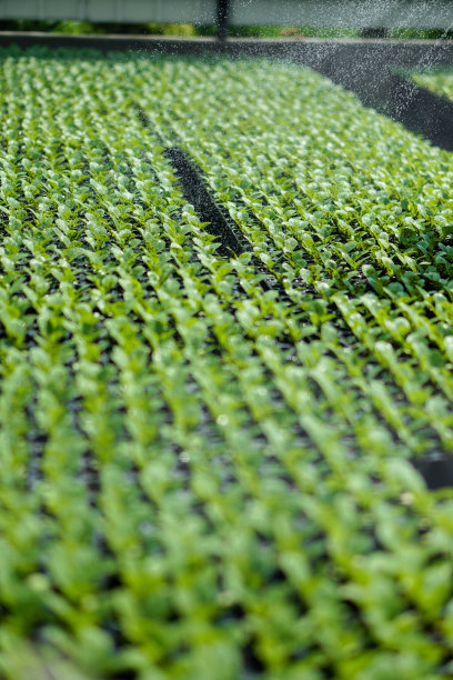 绿色幼苗的选择性特写。在一个有浇水植物的温室里的农场花园。股票的背景,照片图片下载