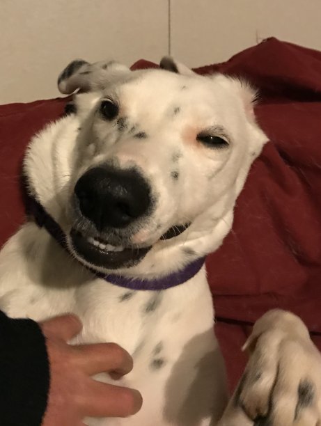 小狗微笑图片下载